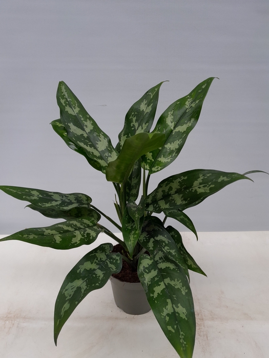 <h4>AGLAONEMA COMMUTATUM P13 MARIA</h4>