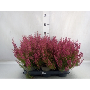 Erica gracilis   ...red