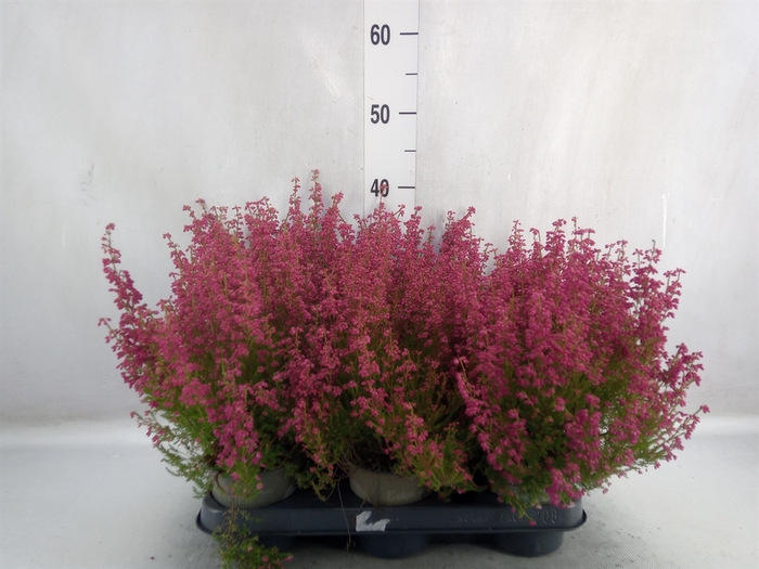 Erica gracilis   ...red