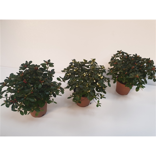 <h4>031 : Azalea kleinbloemigen mix kleuren p 13</h4>