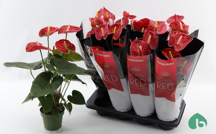 <h4>ANTHU AN MADURAL</h4>