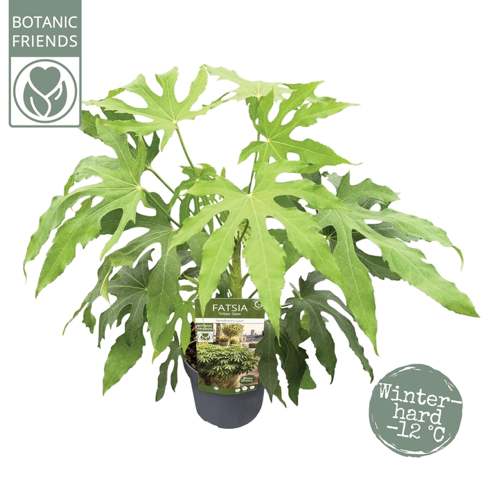 <h4>Fatsia polycarpa 'Needham's Lace'</h4>