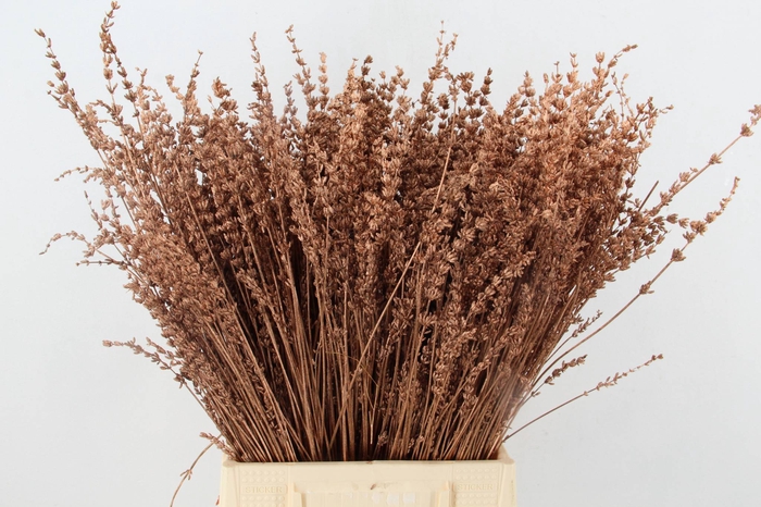 <h4>DF Lavender Bs Copper</h4>