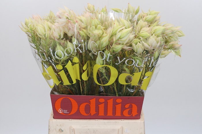 <h4>Blushing Bride 4/6 Flowers</h4>