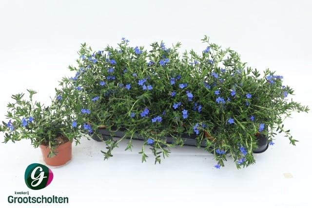 Glando Dif Heaven Bl