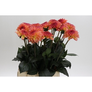 Dahlia Chanel