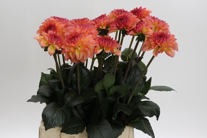 <h4>Dahlia Chanel</h4>