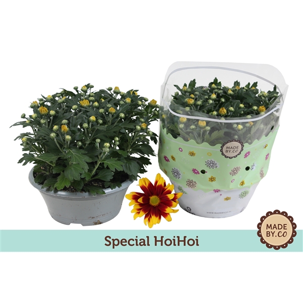 <h4>Chrysant HoiHoi</h4>