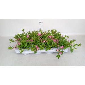 Scaevola aemula 'Surdiva Fash Pink'