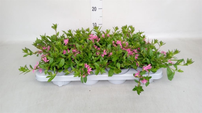 <h4>Scaevola aemula 'Surdiva Fash Pink'</h4>