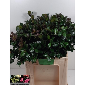 ILEX BL M BLU PRINCE