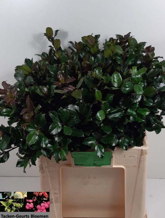 <h4>ILEX BL M BLU PRINCE</h4>