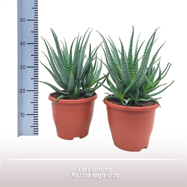 <h4>Aloe arborescens</h4>