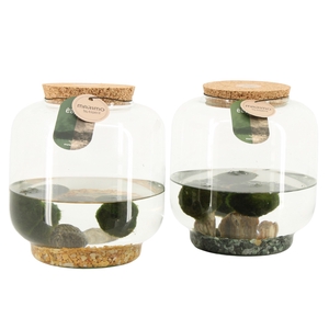 Opm Marimo Arrangement