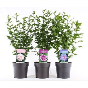 Hibiscus syriacus