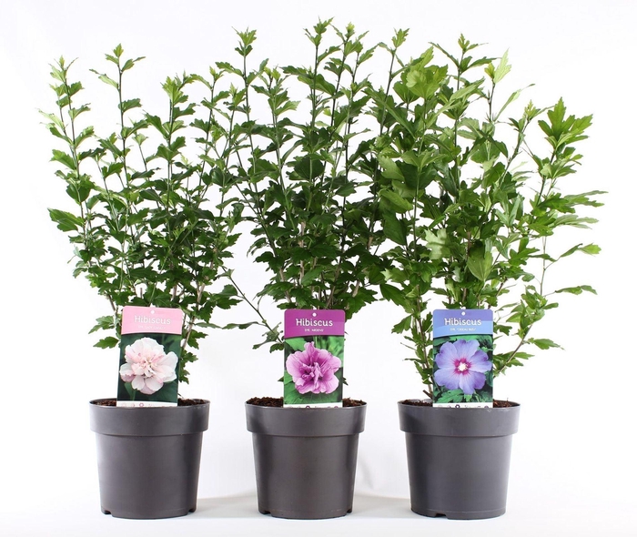 <h4>Hibiscus syriacus</h4>