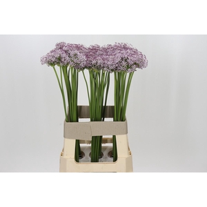 Allium Smokey Eyes