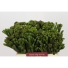Kaaps Groen Albigreen