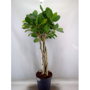 Ficus benghalensis 'Audrey'