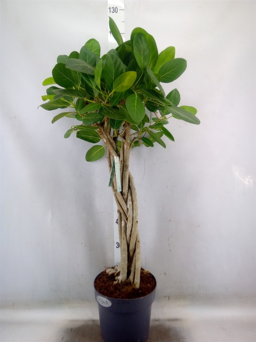 <h4>Ficus benghalensis 'Audrey'</h4>