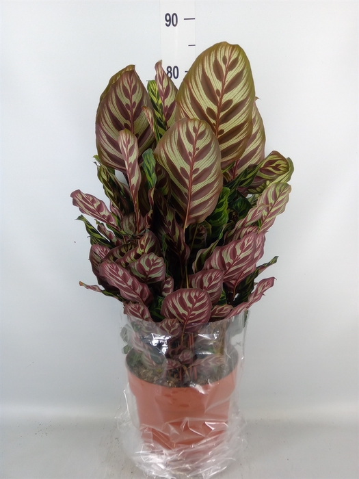 <h4>Calathea makoyana</h4>