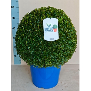 BUXU SEMPERVIRENS
