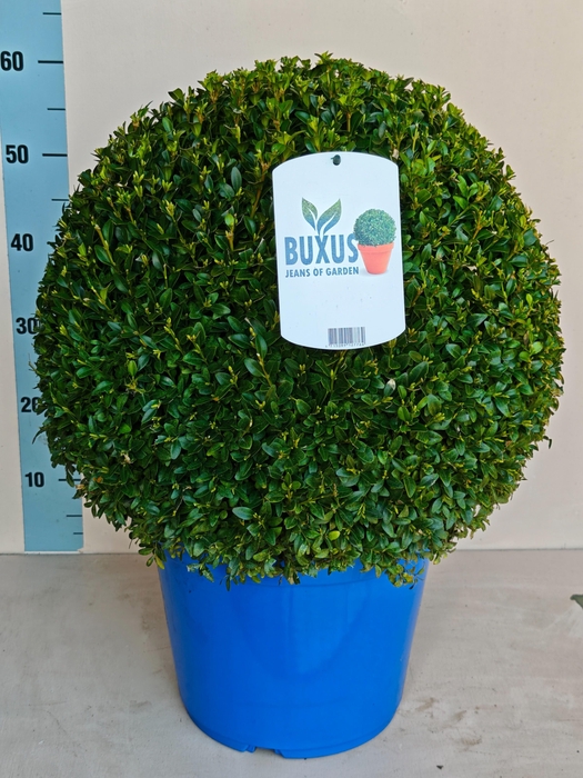<h4>BUXU SEMPERVIRENS</h4>