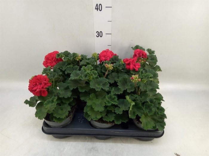 <h4>Pelargonium zona.   ...F1</h4>