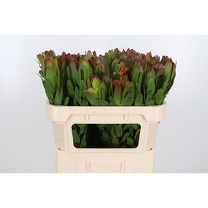Leucadendron Saf Goldstrik
