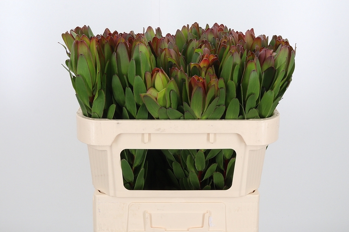 <h4>Leucadendron Saf Goldstrik</h4>