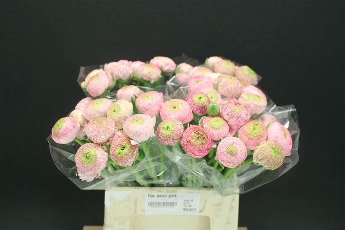 <h4>Ran Aazur Pink</h4>