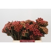 Kaaps Groen Red Brunia XL