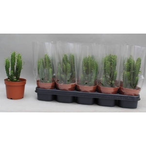 EUPHOR TRIGONA