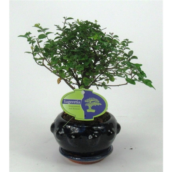 <h4>sageretia theezans, 13 cm., broom, with driptray</h4>