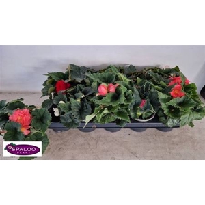 Begonia Tu Ov