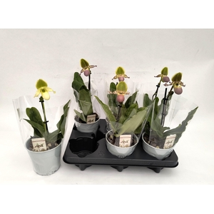 PAPH MULTIFLOWER GEM