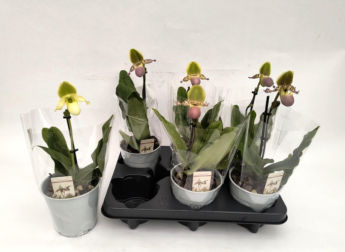 <h4>PAPH MULTIFLOWER GEM</h4>