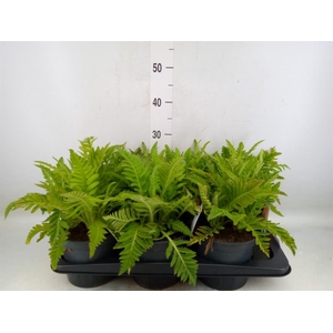 Papaver orientale 'Beauty of Liver'