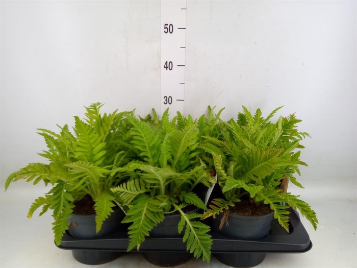 <h4>Papaver orientale 'Beauty of Liver'</h4>