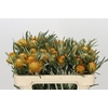 Banksia Dryandra