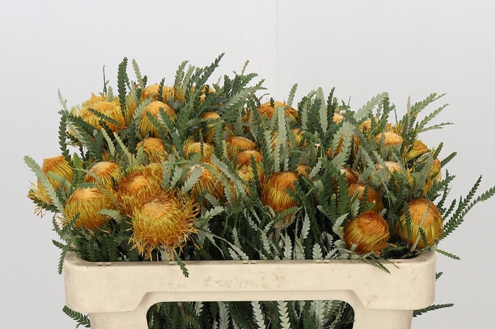 <h4>Banksia Dryandra</h4>