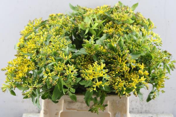 <h4>Sedum Ov Geel</h4>
