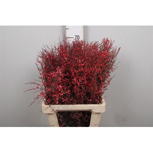 Genista Painted Red