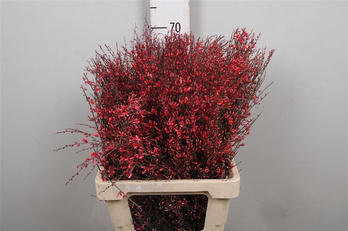 <h4>Genista Painted Red</h4>