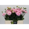 Dahlia Wizard of Oz