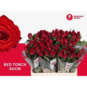 R GR RED TORCH