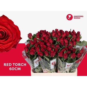 R GR RED TORCH