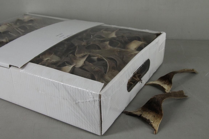 <h4>DD Agave Mini Natural Box</h4>