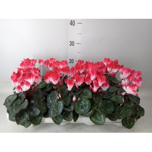 Cyclamen MD 'Indiaka'