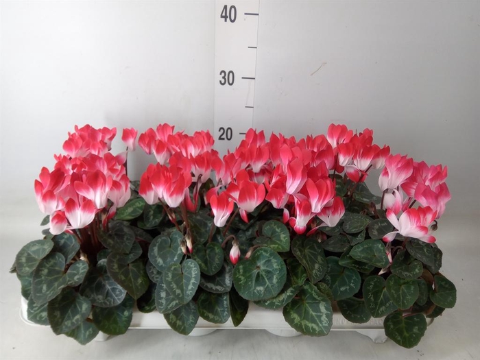 <h4>Cyclamen MD 'Indiaka'</h4>